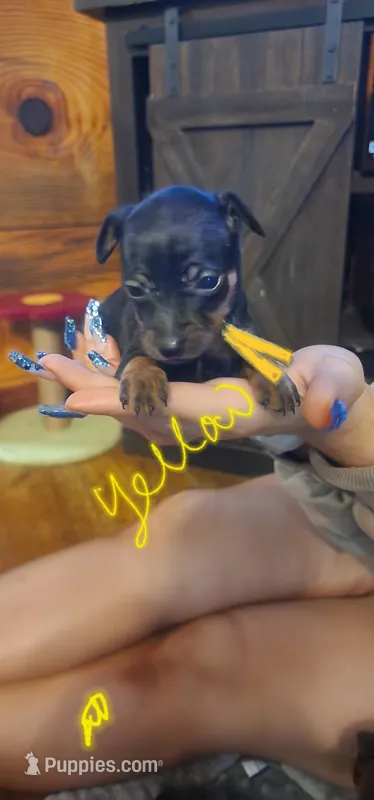 Charlie – Miniature Pinscher puppy for sale in Athens, GA