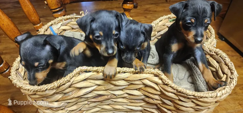 Ellie – Miniature Pinscher puppy for sale in Athens, GA