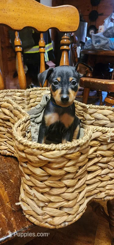 Joel – Miniature Pinscher puppy for sale in Athens, GA