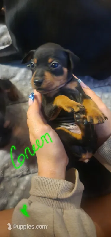 Olly – Miniature Pinscher puppy for sale in Athens, GA