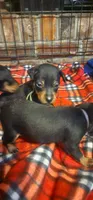 Olly, a male Miniature Pinscher for sale in Athens, GA – Photo 2 of 2