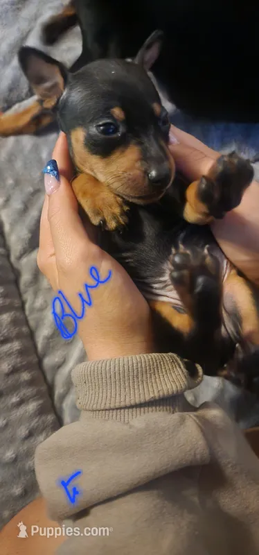 Joel – Miniature Pinscher puppy for sale in Athens, GA