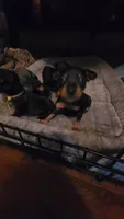 Joel, a male Miniature Pinscher for sale in Athens, GA – Photo 3 of 5