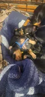 Joel, a male Miniature Pinscher for sale in Athens, GA – Photo 4 of 5