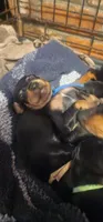 Joel, a male Miniature Pinscher for sale in Athens, GA – Photo 2 of 5