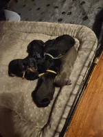 Joel, a male Miniature Pinscher for sale in Athens, GA – Photo 5 of 5