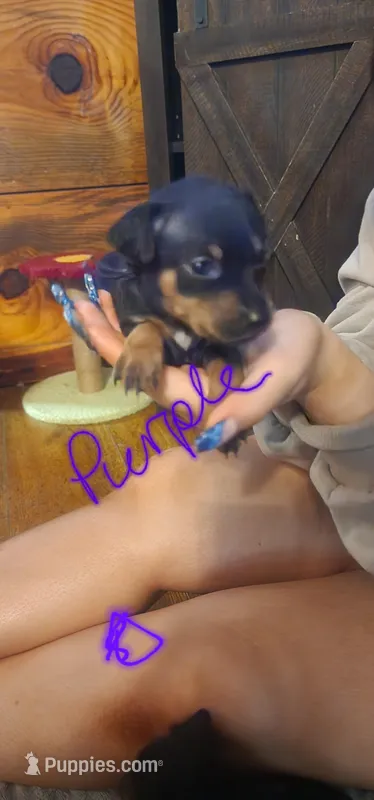 Ellie – Miniature Pinscher puppy for sale in Athens, GA