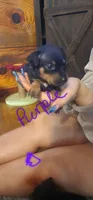 Ellie, a female Miniature Pinscher for sale in Athens, GA – Photo 1 of 2