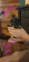 Mae, a female Miniature Pinscher for sale in Athens, GA – Photo 2 of 2