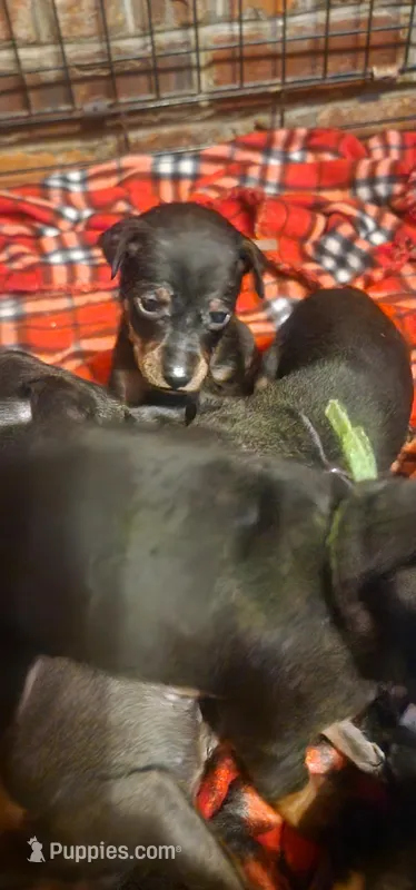 Mae – Miniature Pinscher puppy on hold in Athens, GA