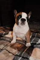 Maggie, a female French Bulldog for sale in Kelso, TN – 2 of 10