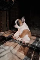 Maggie, a female French Bulldog for sale in Kelso, TN – 5 of 10