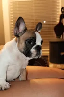 Maggie, a female French Bulldog for sale in Kelso, TN – 6 of 10
