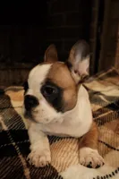 Maggie, a female French Bulldog for sale in Kelso, TN – 10 of 10