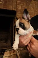 Maggie, a female French Bulldog for sale in Kelso, TN – 3 of 10