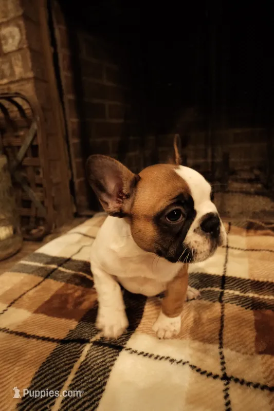 Maggie – French Bulldog puppy for sale in Kelso, TN