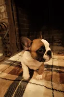 Maggie, a female French Bulldog for sale in Kelso, TN – 1 of 10
