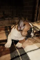 Maggie, a female French Bulldog for sale in Kelso, TN – 7 of 10