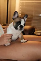 Maggie, a female French Bulldog for sale in Kelso, TN – 4 of 10