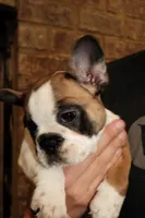 Maggie, a female French Bulldog for sale in Kelso, TN – 8 of 10