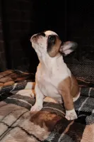 Maggie, a female French Bulldog for sale in Kelso, TN – 9 of 10