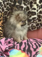 Plushie, a female Pomeranian for sale in Atlanta, GA – 3 of 7