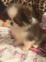 Tater tot, a male Pekingese and Pomeranian for sale in Atlanta, GA – 3 of 6