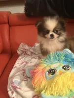 Tater tot, a male Pekingese and Pomeranian for sale in Atlanta, GA – 5 of 6