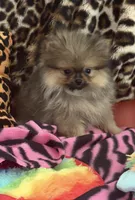 Plushie, a female Pomeranian for sale in Atlanta, GA – 2 of 7