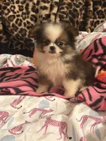 Tater tot, a male Pekingese and Pomeranian for sale in Atlanta, GA – 6 of 6