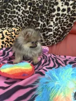 Plushie, a female Pomeranian for sale in Atlanta, GA – 6 of 7