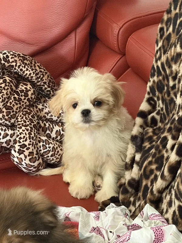 Dolly  – Pekingese, Shih Tzu puppy for sale in Atlanta, GA