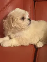 Dolly , a female Pekingese and Shih Tzu for sale in Atlanta, GA – 4 of 7