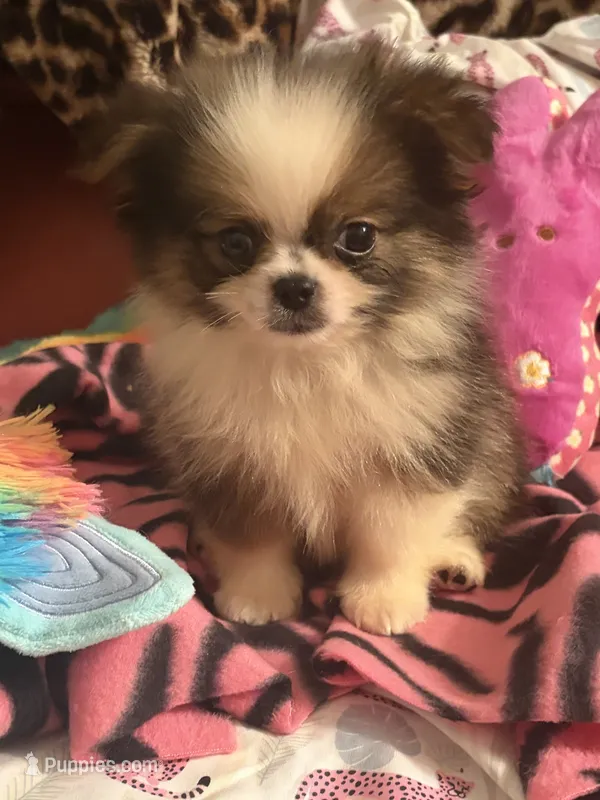 Tater tot – Pekingese, Pomeranian puppy for sale in Atlanta, GA