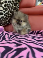 Plushie, a female Pomeranian for sale in Atlanta, GA – 4 of 7