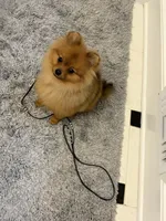 Teddy, a male Pomeranian for sale in Atlanta, GA – Photo 1 of 9