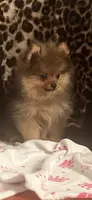 Teddy, a male Pomeranian for sale in Atlanta, GA – Photo 7 of 9