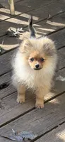 Teddy, a male Pomeranian for sale in Atlanta, GA – Photo 5 of 9