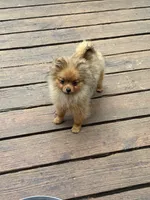 Teddy, a male Pomeranian for sale in Atlanta, GA – Photo 2 of 9