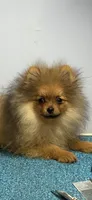 Teddy, a male Pomeranian for sale in Atlanta, GA – Photo 4 of 9