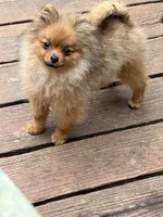 Teddy, a male Pomeranian for sale in Atlanta, GA – Photo 3 of 9
