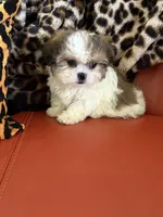 Rover, a male Bichon Frise and Shih Tzu for sale in Atlanta, GA – Photo 1 of 3