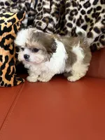 Rover, a male Bichon Frise and Shih Tzu for sale in Atlanta, GA – Photo 3 of 3