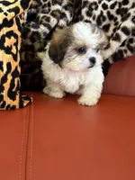 Rover, a male Bichon Frise and Shih Tzu for sale in Atlanta, GA – Photo 2 of 3