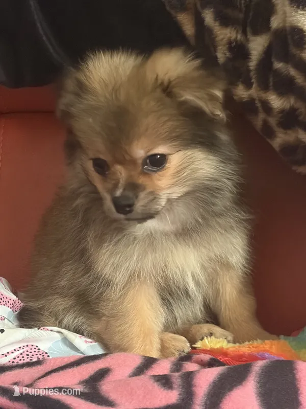 Zane  – Pekingese, Pomeranian puppy for sale in Atlanta, GA