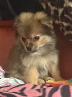Zane , a male Pekingese and Pomeranian for sale in Atlanta, GA – 1 of 3