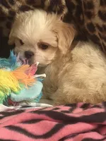 Dolly , a female Pekingese and Shih Tzu for sale in Atlanta, GA – 7 of 7