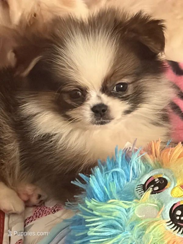 Tater tot – Pekingese, Pomeranian puppy for sale in Atlanta, GA