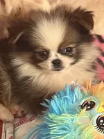 Xs Luxe, a male Pekingese and Pomeranian for sale in Atlanta, GA – 1 of 7