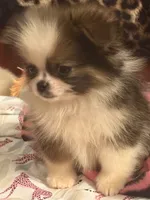 Tater tot, a male Pekingese and Pomeranian for sale in Atlanta, GA – 2 of 6